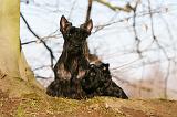 SCOTTISH TERRIER 093